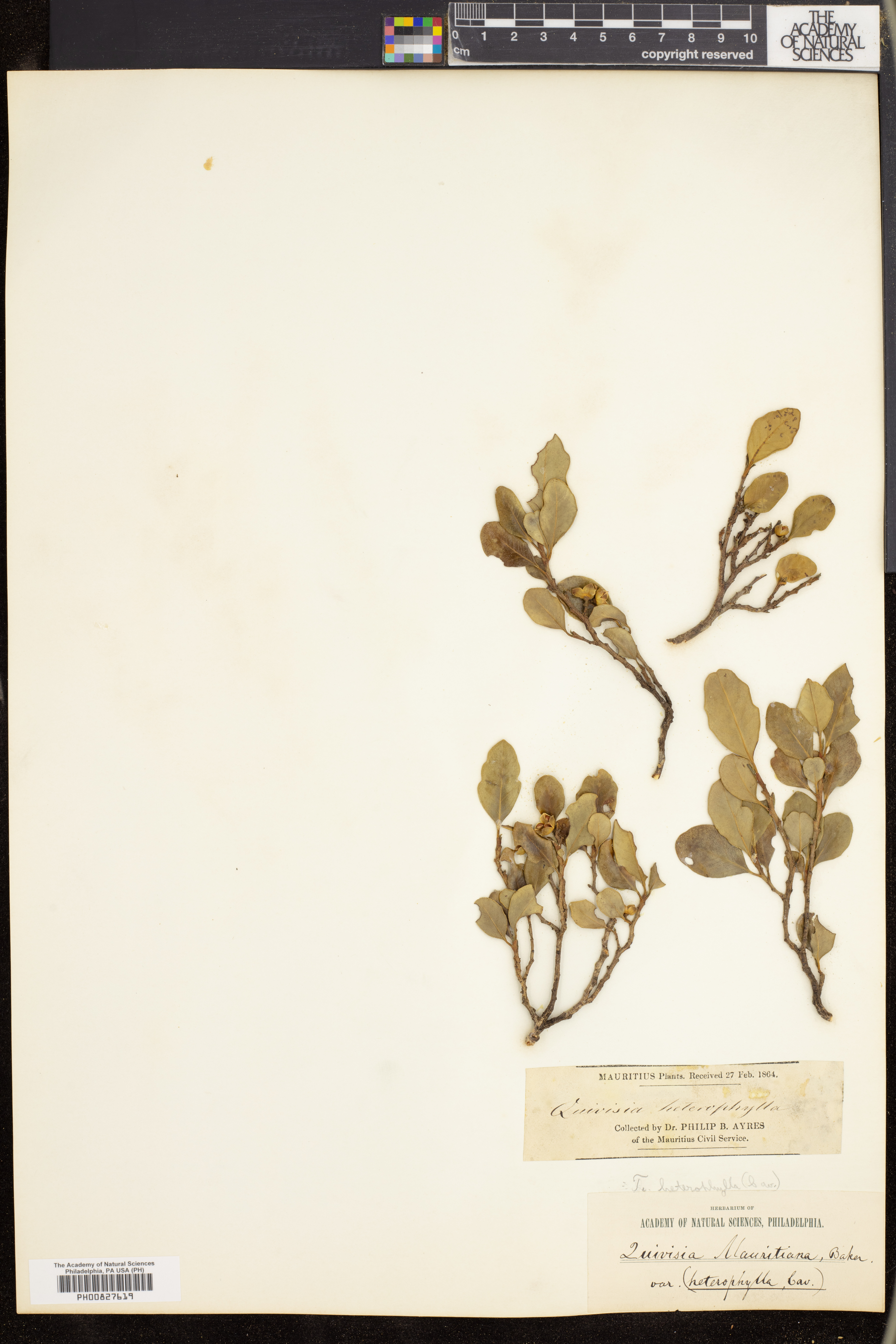 Turraea heterophylla image