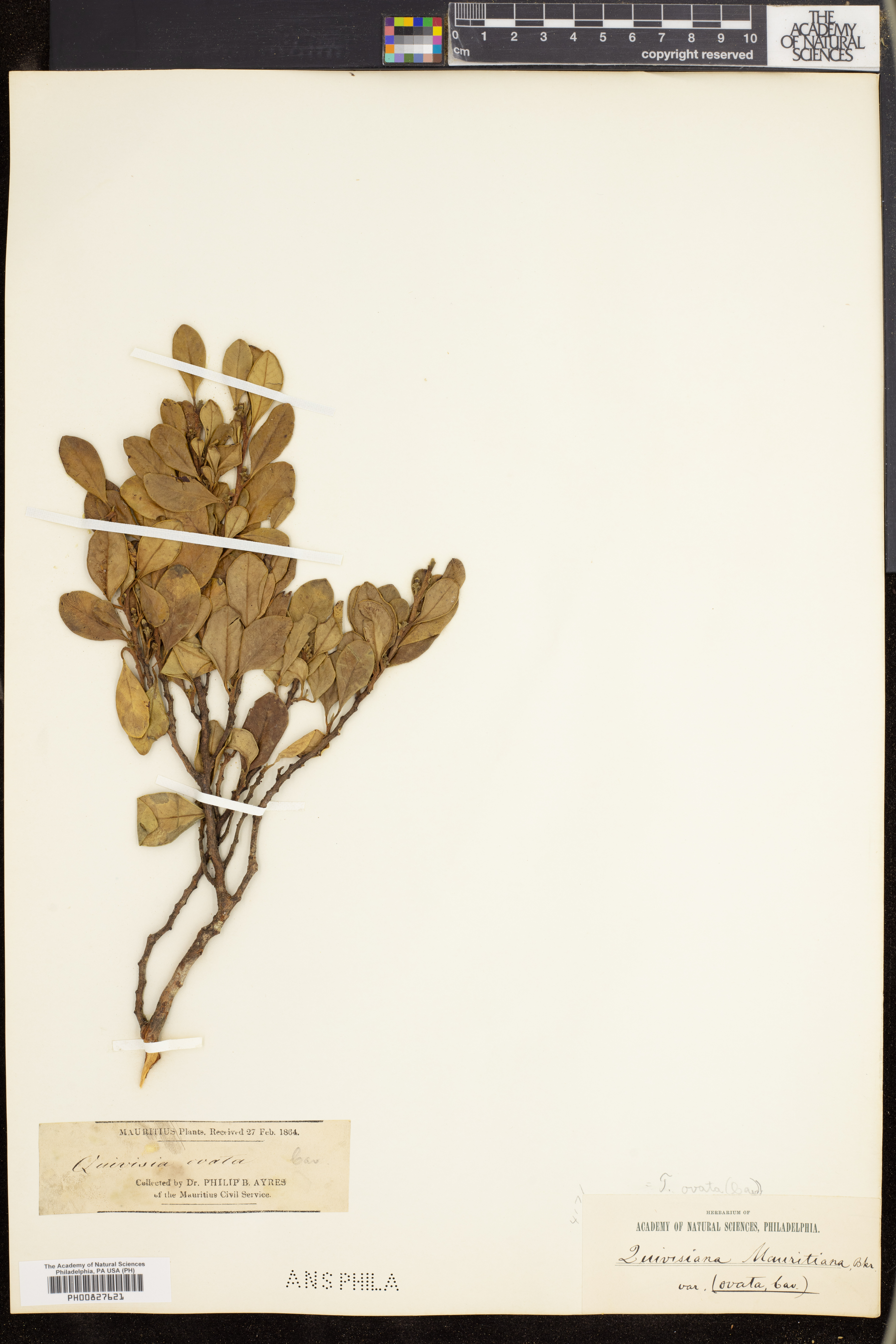 Turraea ovata image