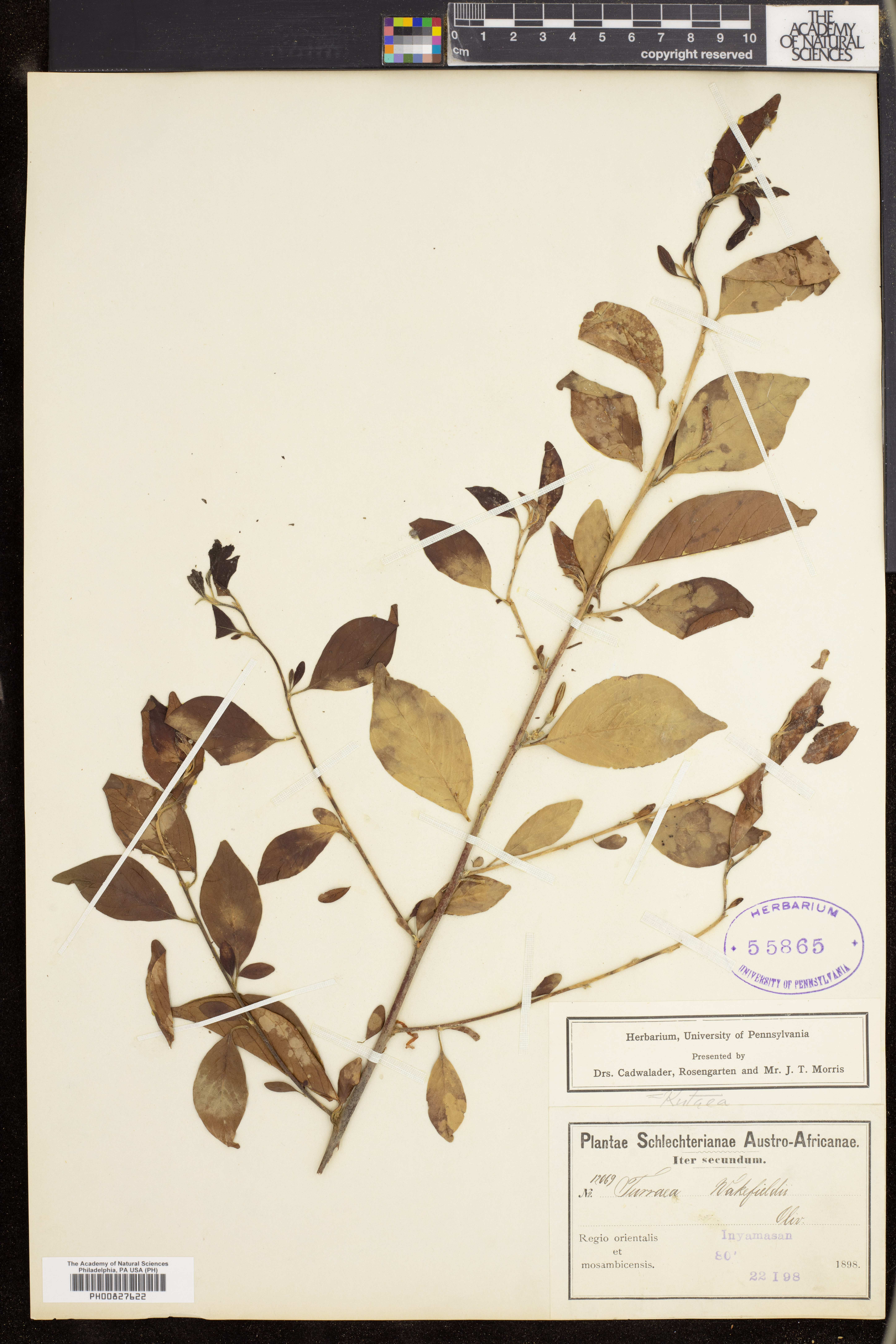 Turraea wakefieldii image