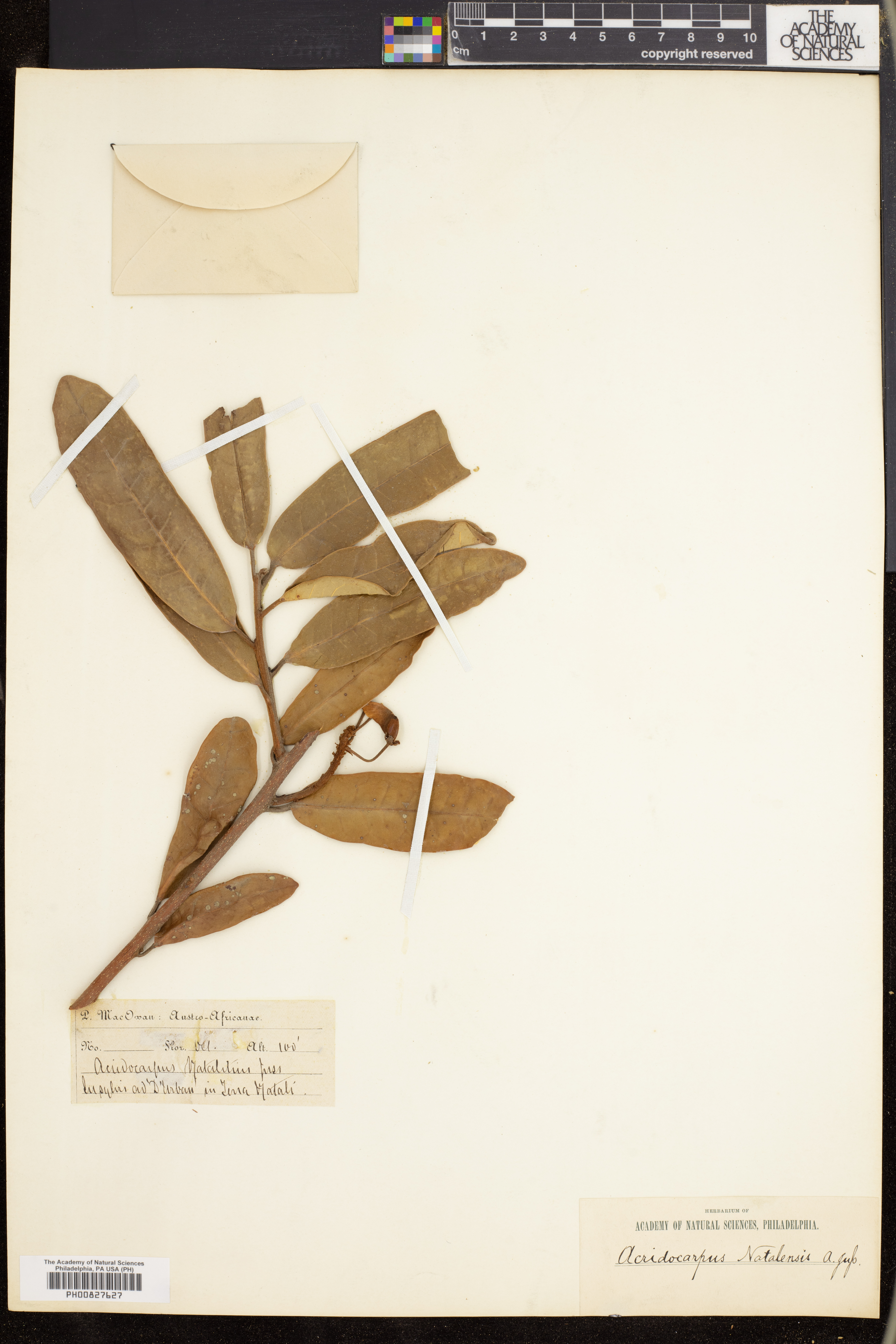 Acridocarpus natalitius image
