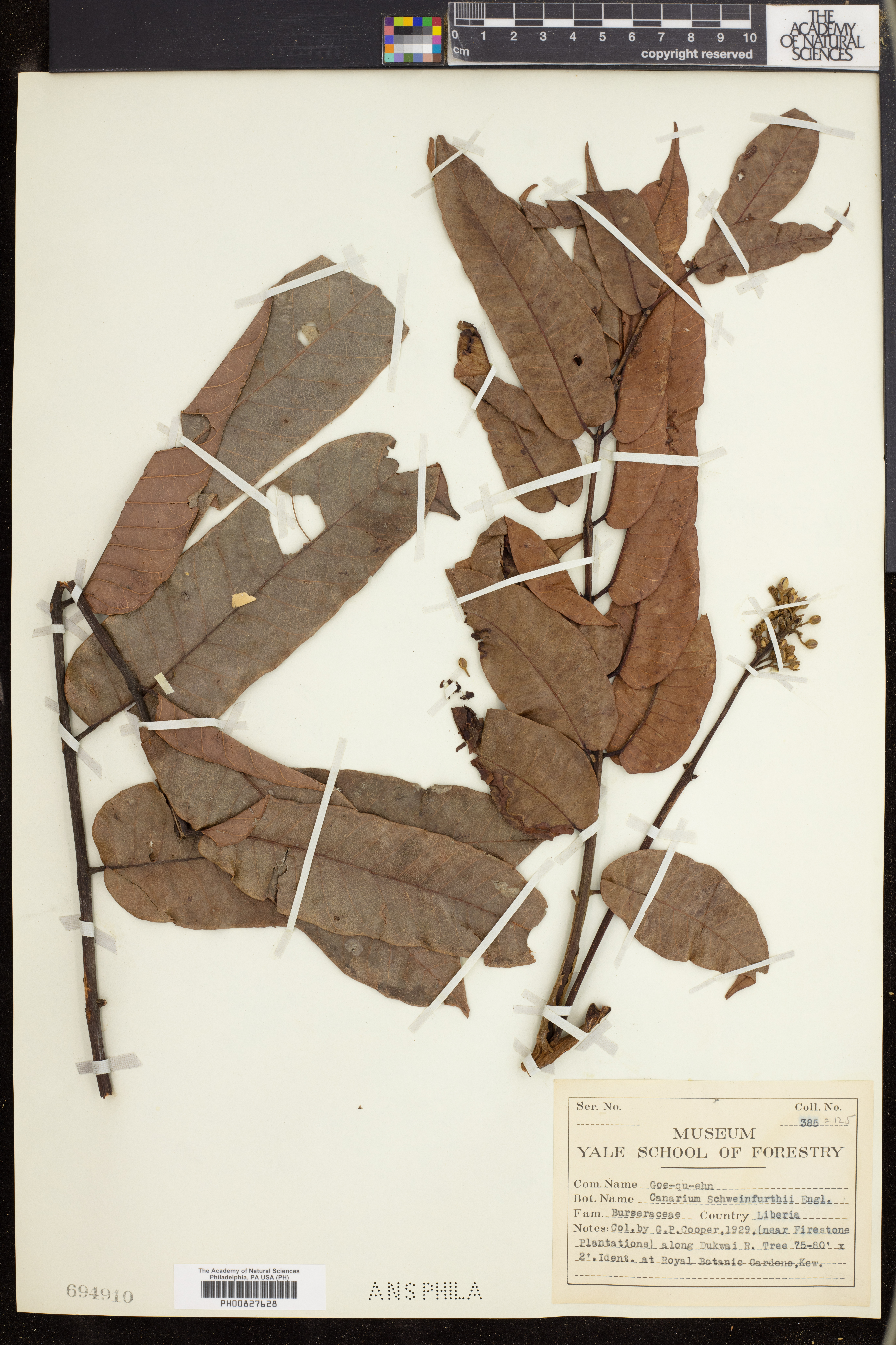 Canarium schweinfurthii image