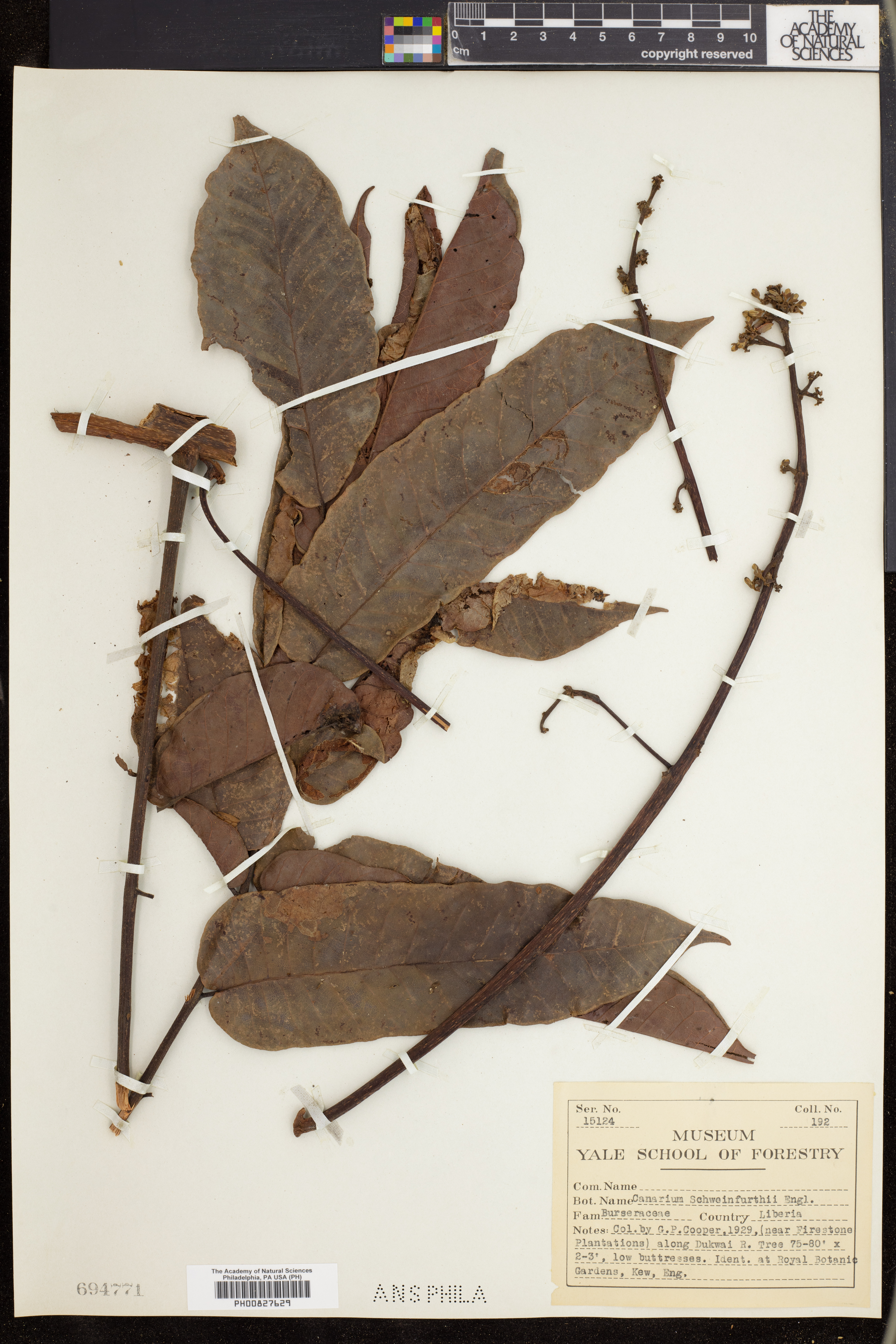 Canarium schweinfurthii image