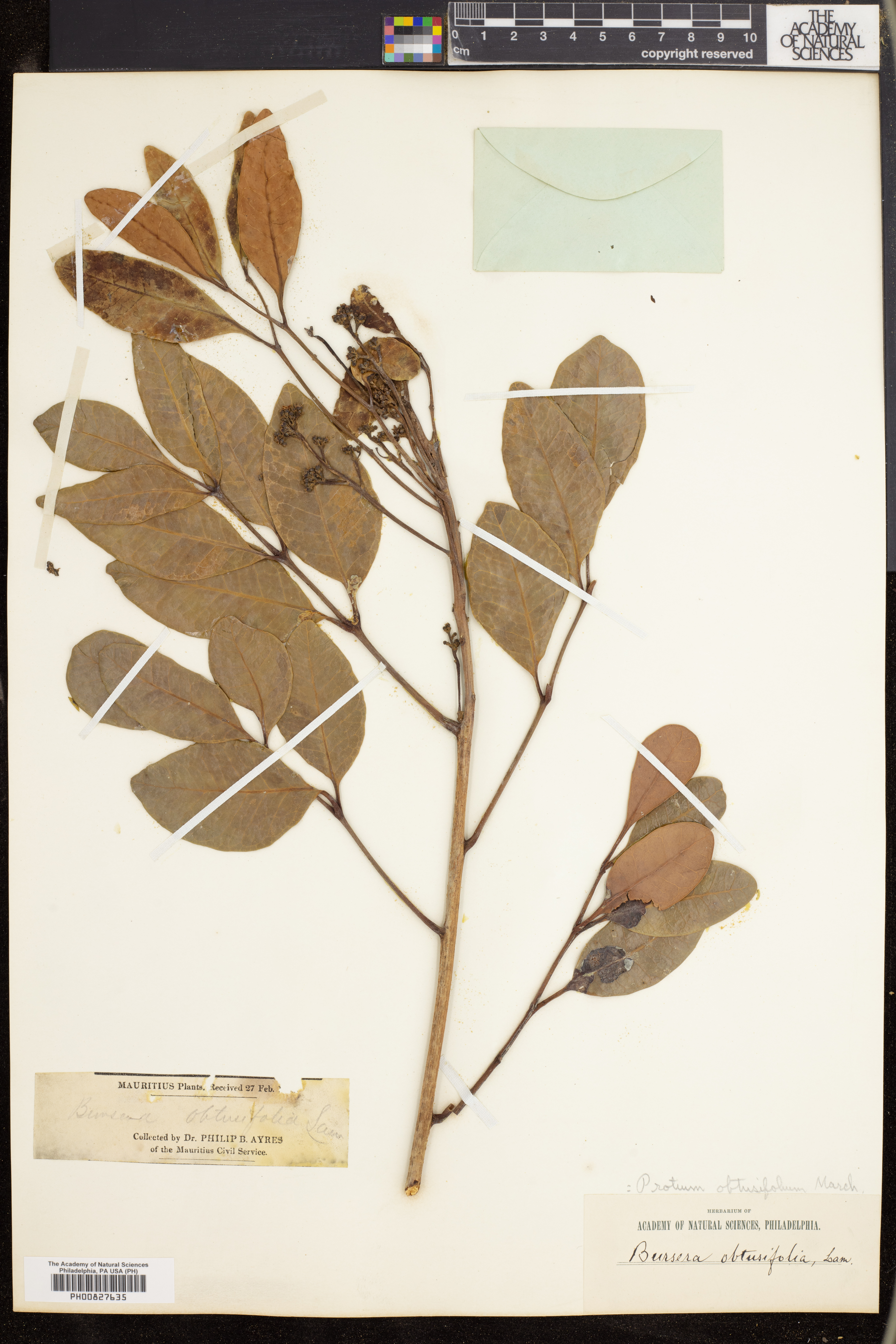 Protium obtusifolium image