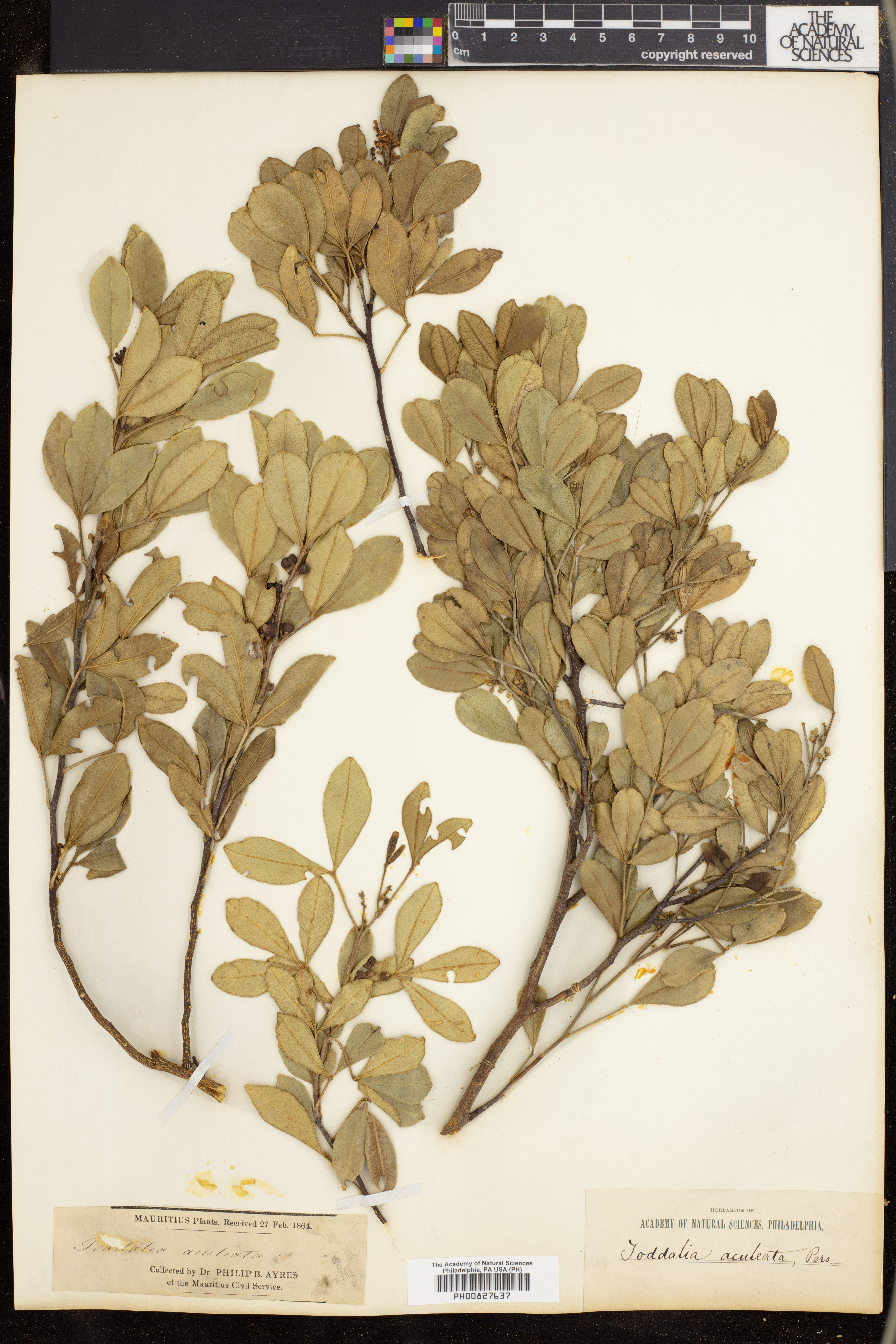 Zanthoxylum asiaticum image