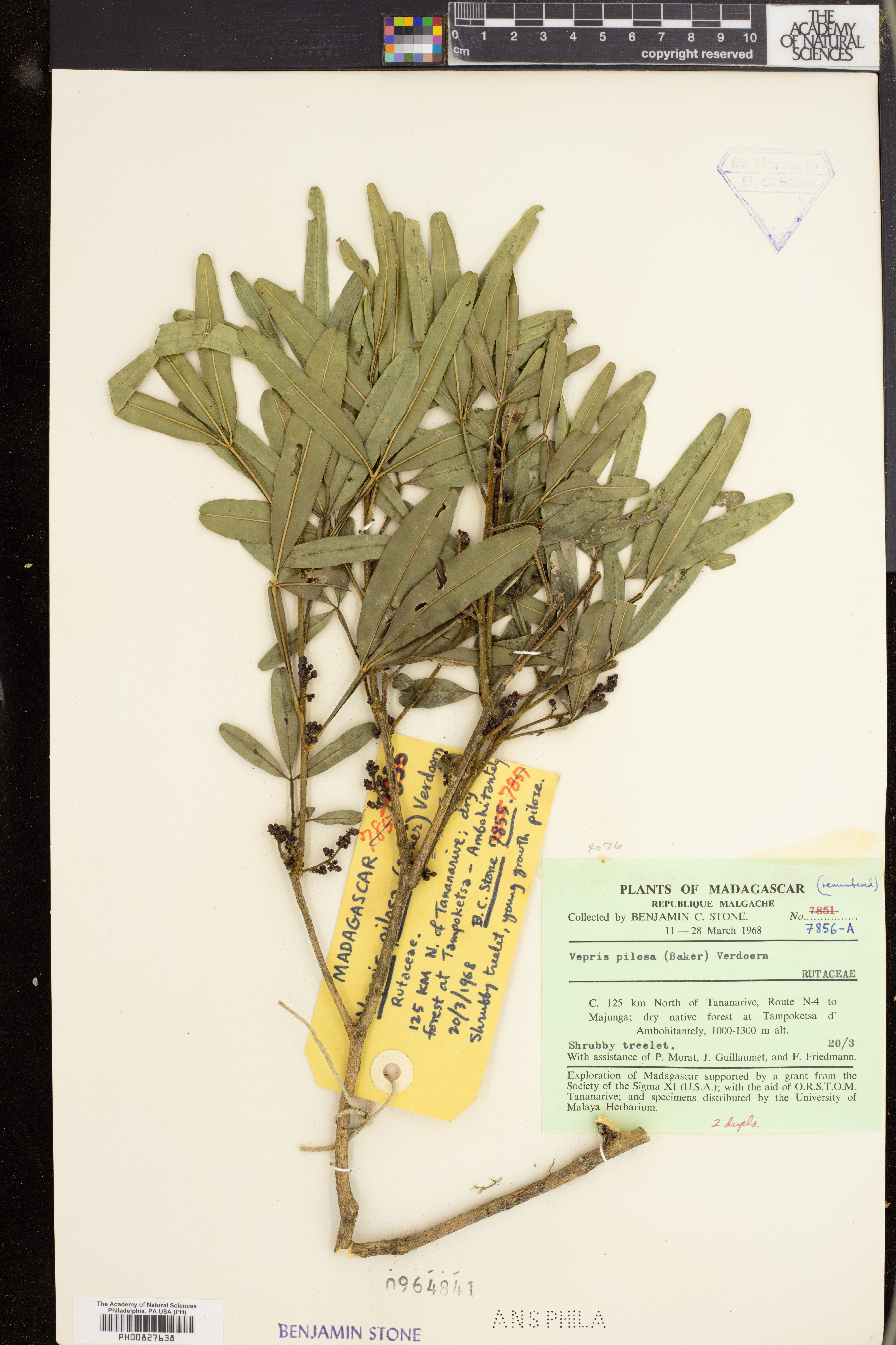 Vepris glomerata var. glomerata image
