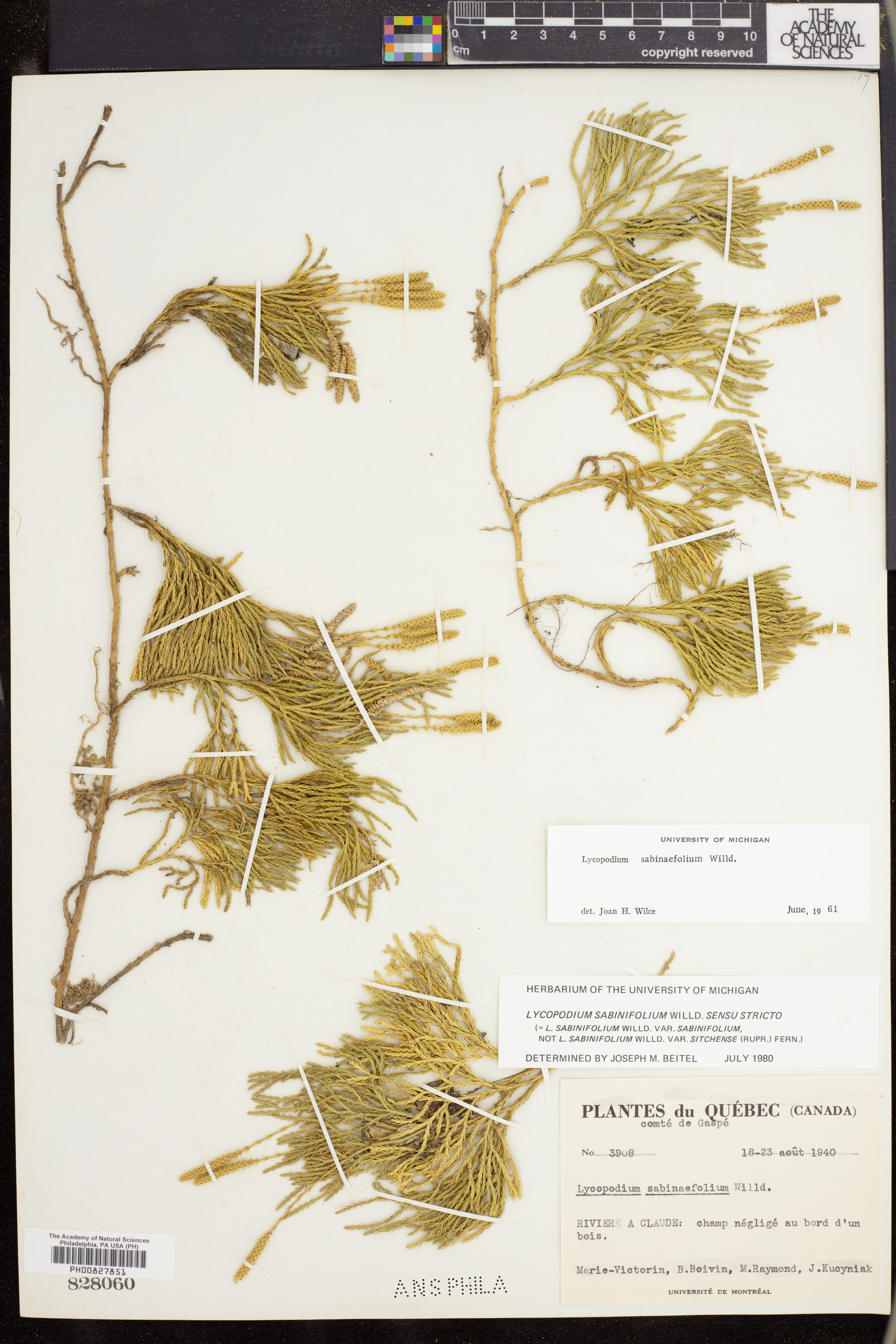 Lycopodium sabinifolium image