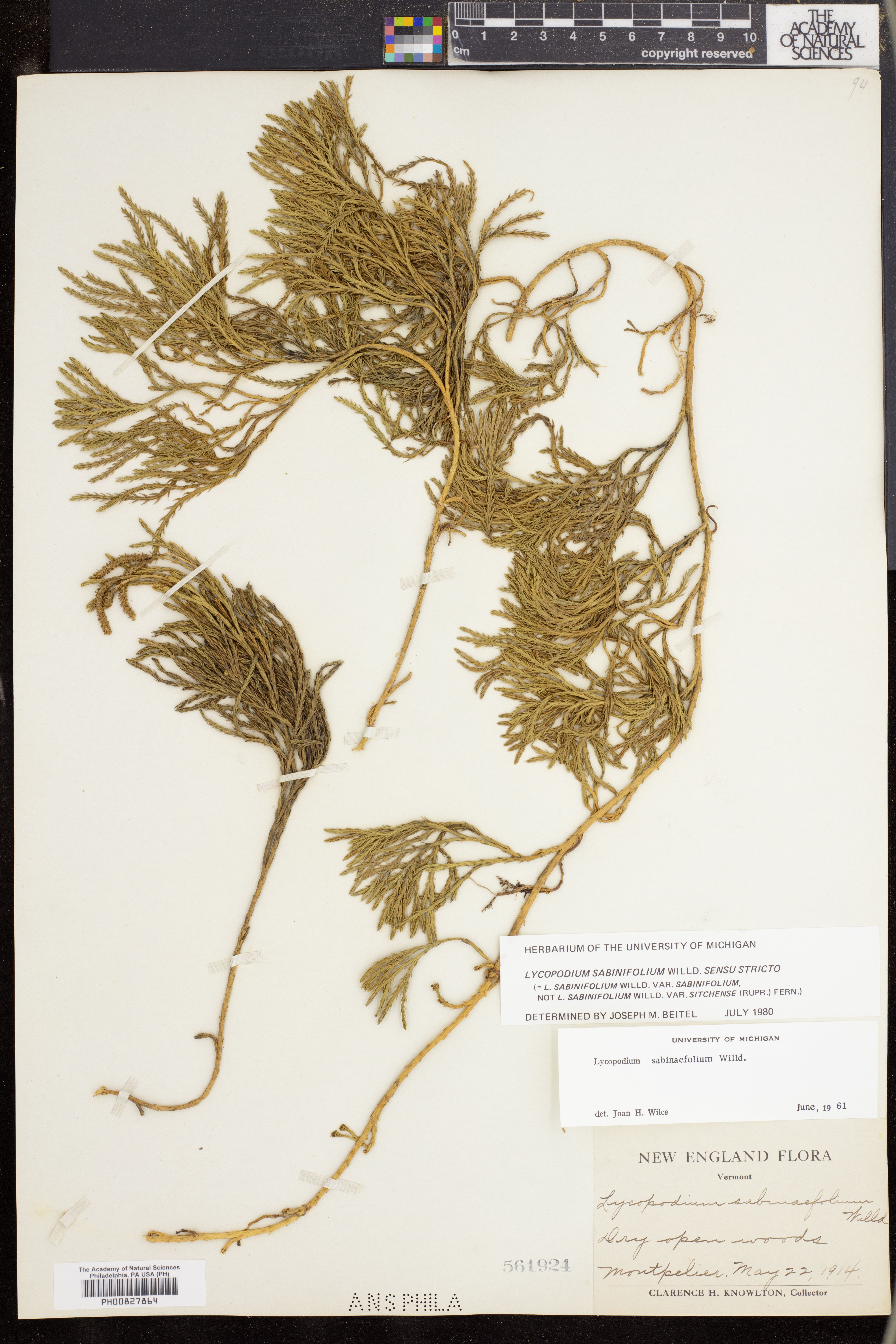 Lycopodium sabinifolium image