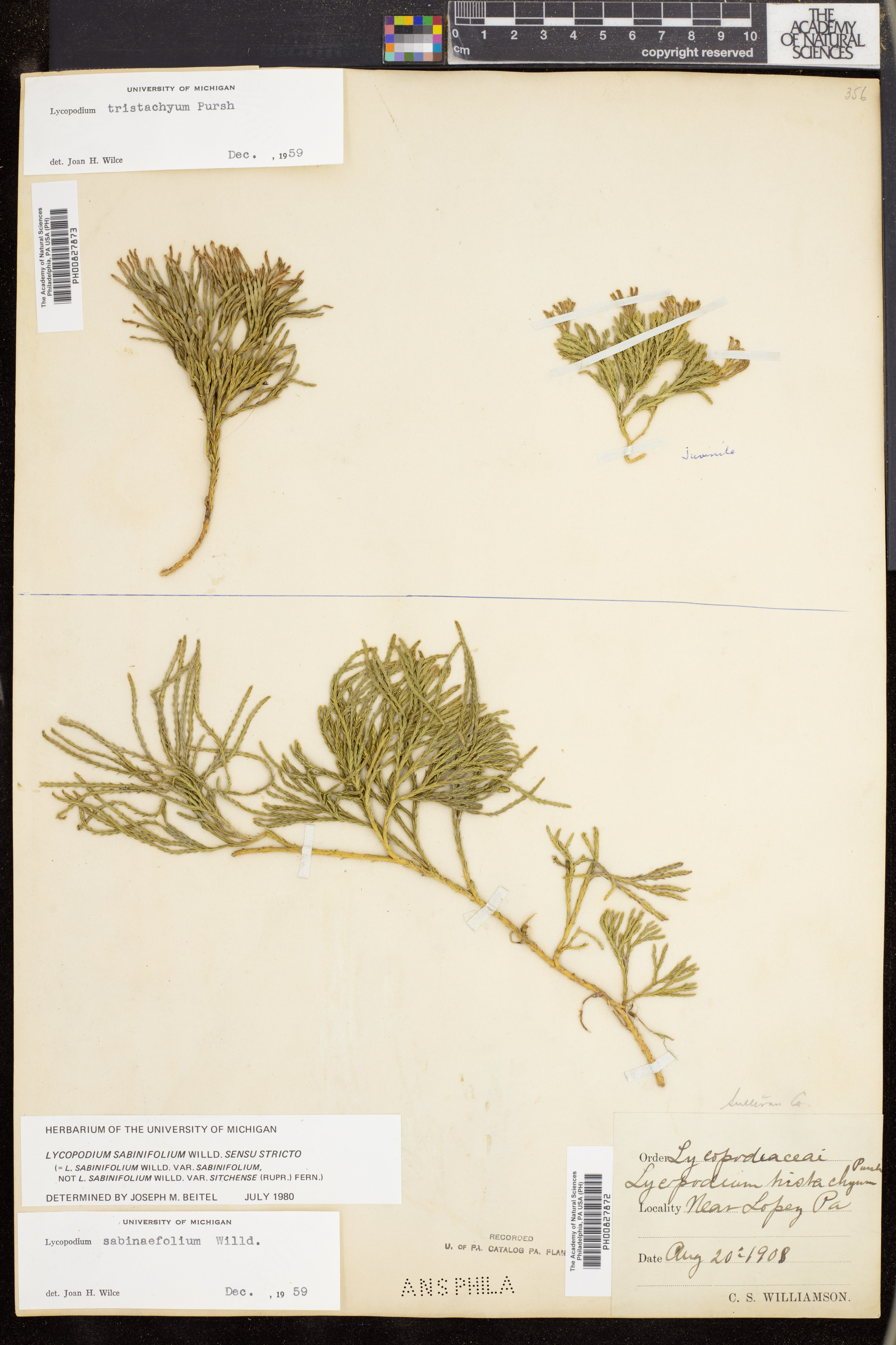 Lycopodium sabinifolium image