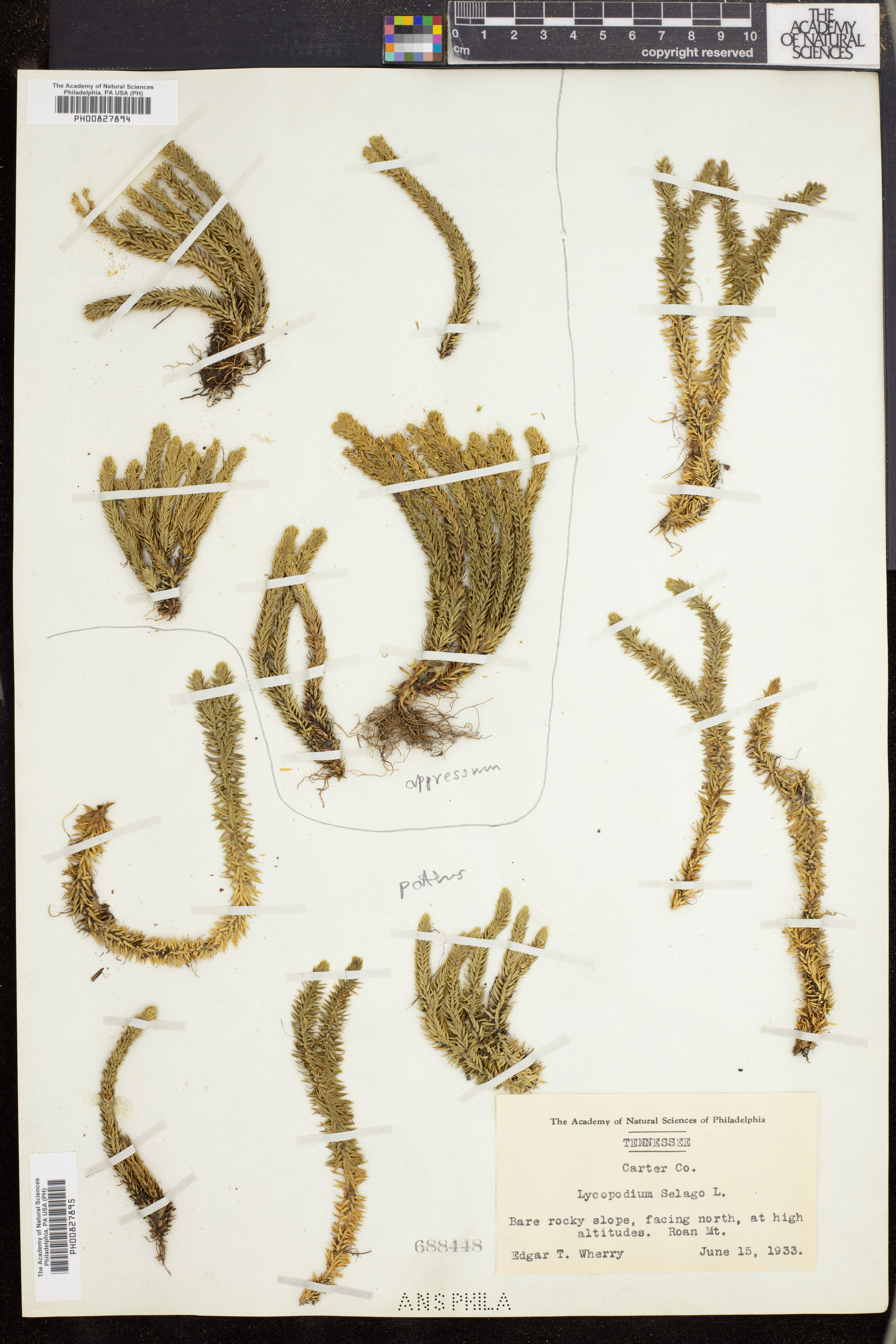 Lycopodium selago var. appressum image