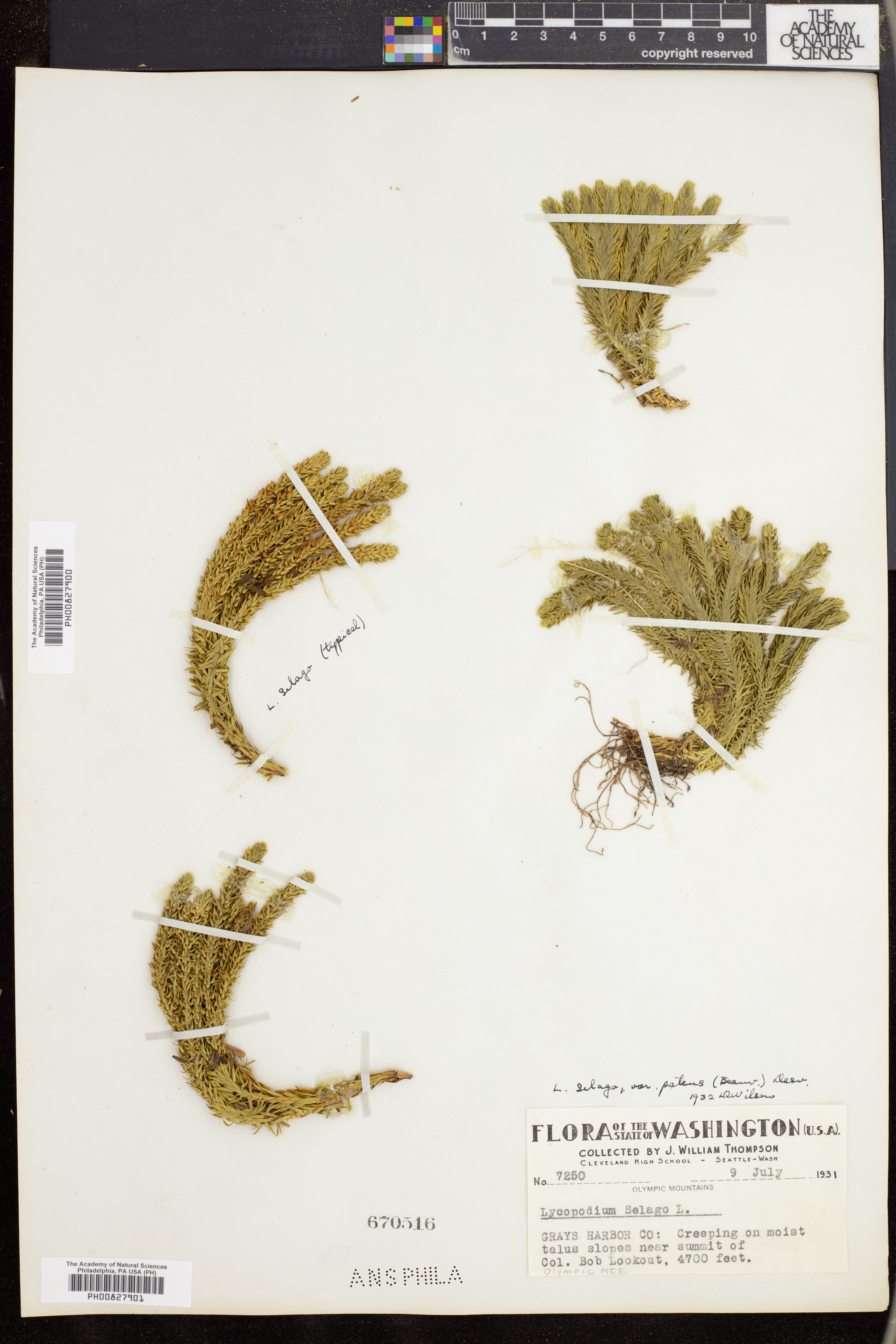 Lycopodium selago image
