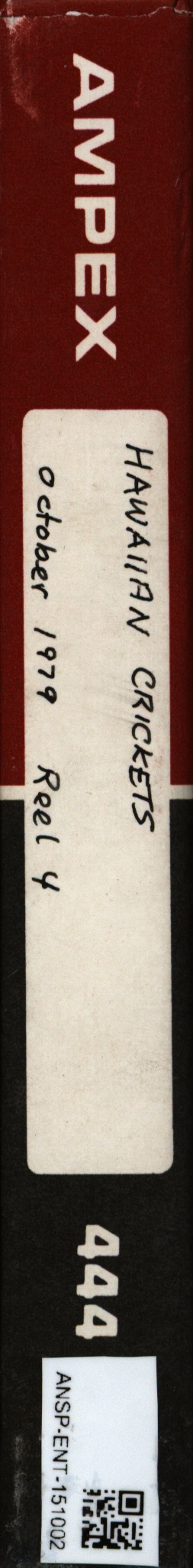 Acheta domesticus image