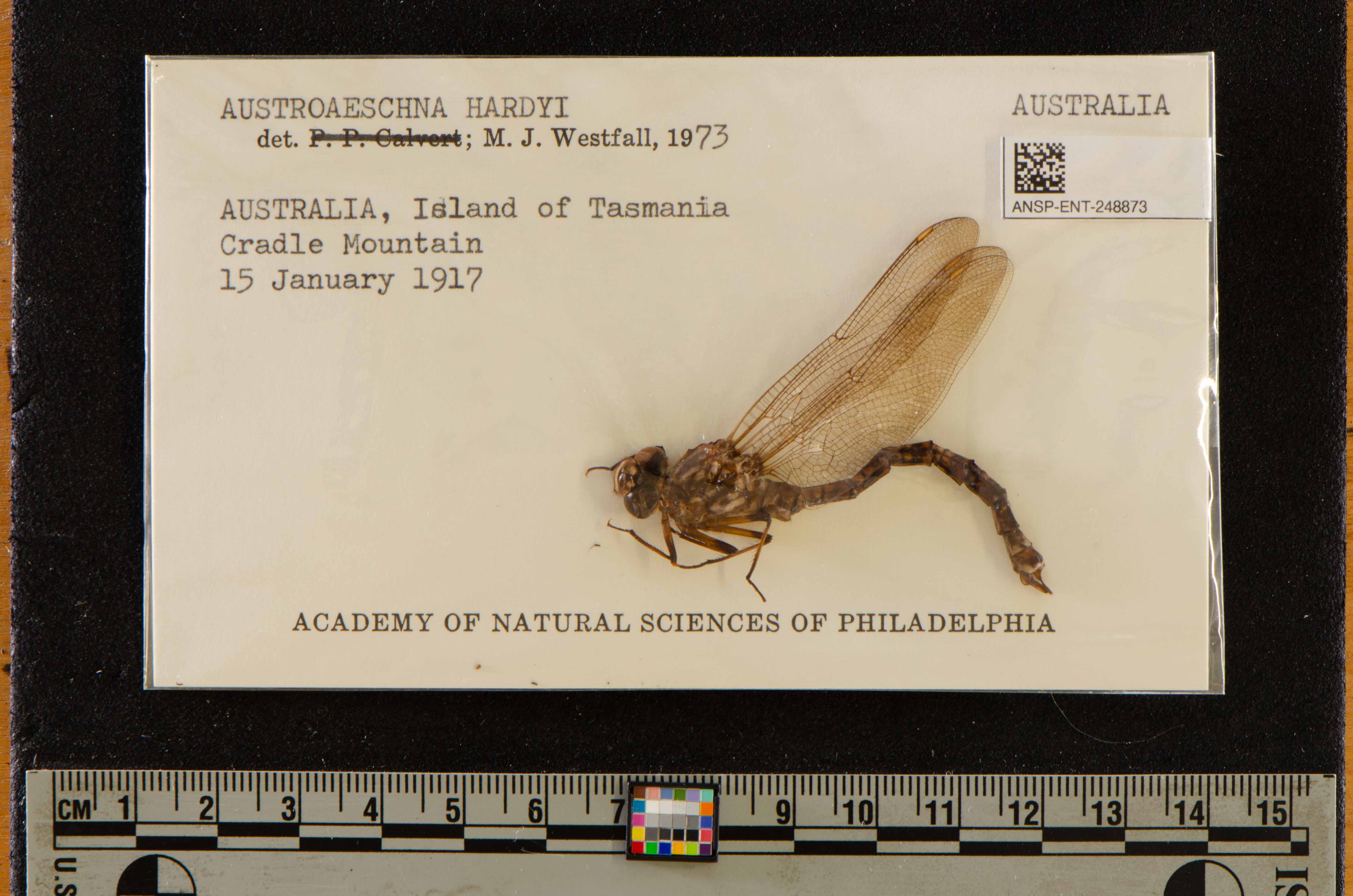 Austroaeschna hardyi thumbnail