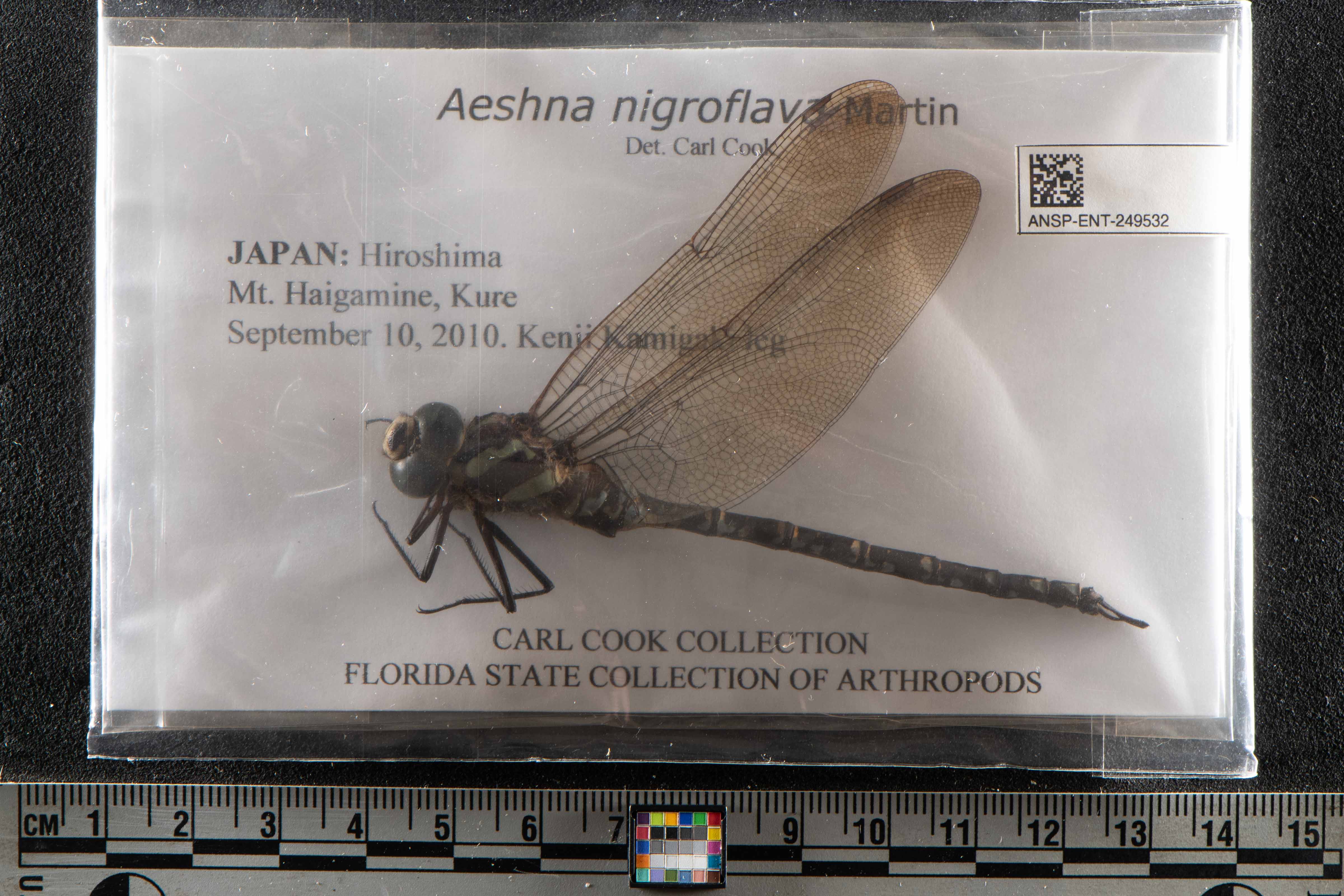 Aeshna crenata